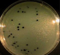 Селекционирующая добавка для выделения облигатно-анаэробных бактерий (на 2 л среды)