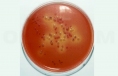 Кукурузно-лактозная среда для количественного учета бифидобактерий (ГМК-1)