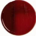 212189 Шэдлера агар Используется с кровью для культивирования и подсчета анаэробных и аэробных микроорганизмов