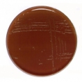 Шоколадный агар (чашки Петри 90 мм)