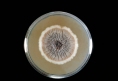 211584 Сабуро Декстроза агар, Для культивирования дерматофитов и других патогенных и непатогенных грибов из клинических и неклинических образцов