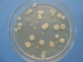Среда для бактероидоподобных микроорганизмов